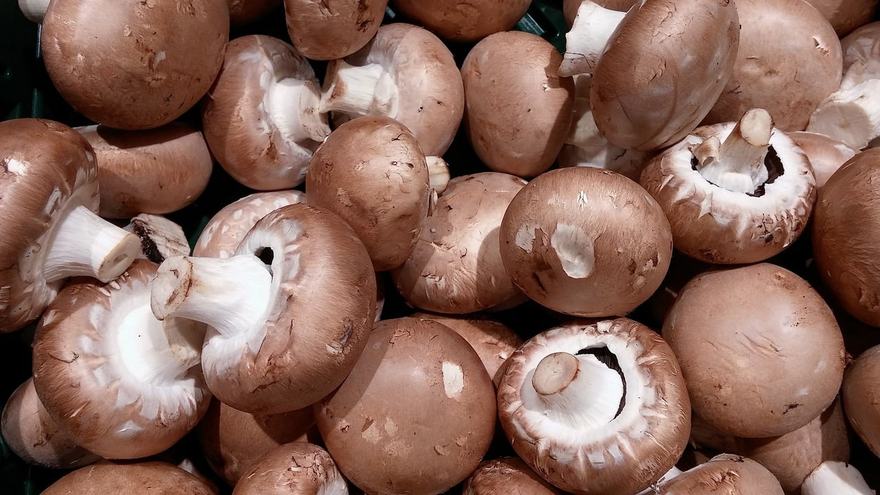 mushrooms, mushroom, root mushrooms