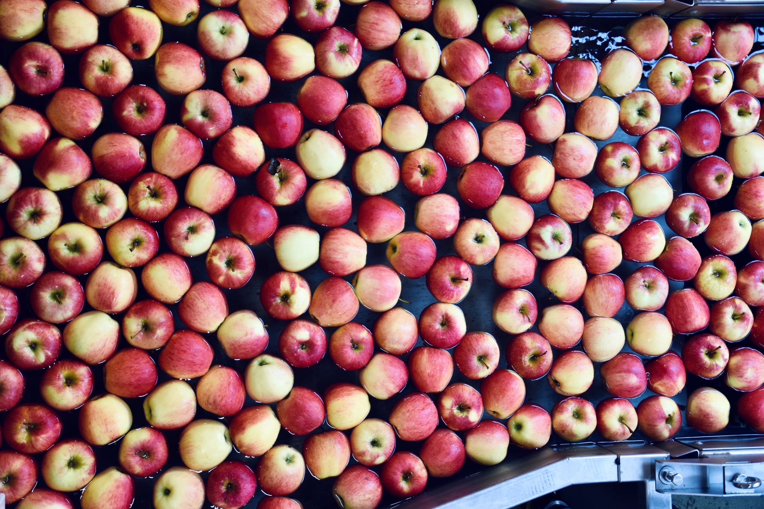 Industrial apple production. Apples are floating from one production station to the next one. Water prevents them from getting damaged.